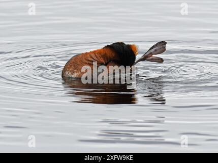 Slawonischer / Gehörnter Grebe (Podiceps auritus) Preening, Kolvik, Porsanger, Finmark, Norwegen Stockfoto