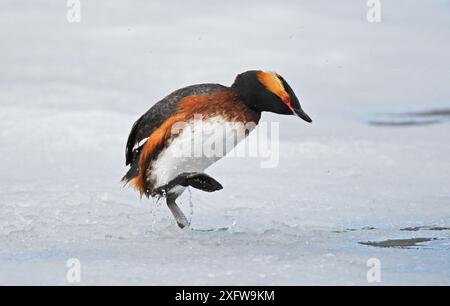 Slawonier / Horngras (Podiceps auritus), der durch einen Spaziergang über die eisige Oberfläche des Sees entkommt, nachdem er von der dominierenden männlichen Besatzung vertrieben wurde. Es ist äußerst selten, dass Schmierfetten aufrecht über eine feste Oberfläche laufen. Kolvik, Porsanger, Finmark, Norwegen Stockfoto