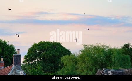 Common SWIFT (Apus apus) schreiend, als sie in Formation über die Dächer von Landhäusern in der Abenddämmerung fliegen, Lacock, Wiltshire, Großbritannien, Juni 2018. Stockfoto