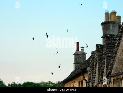 Common SWIFT (Apus apus) schreiend, als sie in Formation über die Dächer von Landhäusern in der Abenddämmerung fliegen, Lacock, Wiltshire, Großbritannien, Juni 2018. Stockfoto