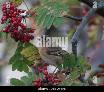 Brambling Fringilla montifringilla), Weibchen im Herbst, Fütterung von Beeren, Finnland, September Stockfoto