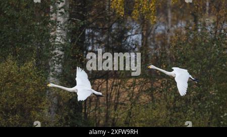 Singschwan (Cygnus cygnus), Erwachsene im Flug, Finnland, Oktober. Stockfoto