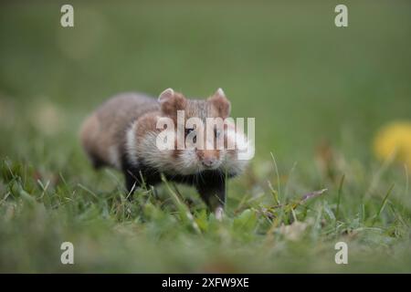 Europäischer Hamster (Cricetus cricetus), Erwachsener, der mit vollen Wangentaschen läuft, Wien, Österreich. Oktober. Stockfoto