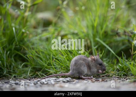 Juvenile Braune Ratte (Rattus norvegicus) Fütterung, Braunschweig, Niedersachsen, Deutschland. Oktober. Stockfoto