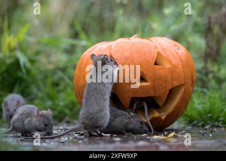 Fünf junge braune Ratten (Rattus norvegicus), spielen in einem Halloween-Kürbis, Braunschweig, Niedersachsen. November. Stockfoto