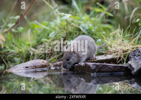 Juvenile Braune Ratte (Rattus norvegicus) trinkt, Braunschweig, Niedersachsen, Deutschland. November. Stockfoto