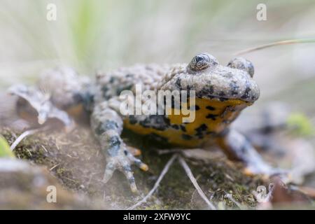 Gelbbauchkröte (Bombina variegata), ausgewachsen, Wesergebirge, Niedersachsen, Deutschland. August. Stockfoto