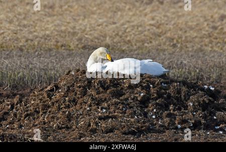 Singschwan (Cygnus cygnus) brütet auf seinem Nest. Langbuness, Finnmark, Varanger Fjord, Norwegen, Mai. Stockfoto