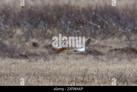 Ein Paar von Barschwanzgotwits (Limosa lapponica), männlich, das Weibchen über dem Brutsumpf umwirbt. Luomos, Karigasniemi, Finnland, Lappland. Juni. Stockfoto