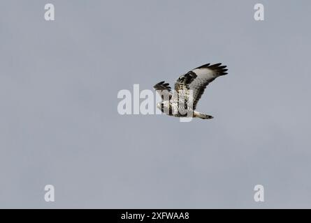 Grobbeiniger Bussard (Buteo lagopus) im Flug. Ifjord, Finmark, Norwegen Stockfoto