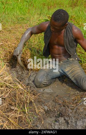 Mann, der afrikanische Lungenfische (Protopterus annectens annectens annectens) fängt, die im Schlamm des getrockneten Flussbettes Togo begraben sind. Stockfoto