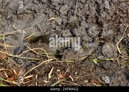 Westafrikanischer Lungenfisch (Protopterus annectens annectens annectens) im Schlamm des getrockneten Flussbettes Togo begraben. Stockfoto
