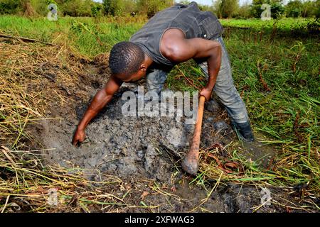 Mann, der afrikanische Lungenfische (Protopterus annectens annectens annectens) fängt, die im Schlamm des getrockneten Flussbettes Togo begraben sind. Stockfoto