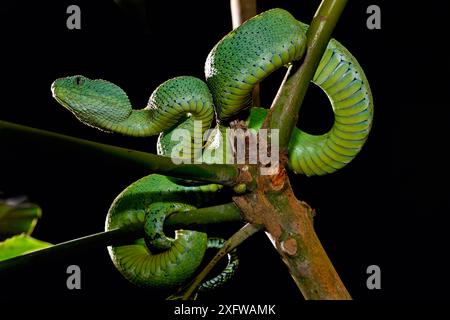 Westafrikanische Baumviper (Atheris chlorechis) Porträt, Togo. Kontrollierte Bedingungen Stockfoto