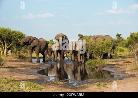 Afrikanische Elefanten (Loxodonata africana) trinken aus Wasserloch mit Reflexionen im Wasser, Elefanten Sands, Botswana. Stockfoto