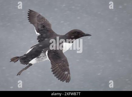 Guillemot (Uria aalge) fliegt im Schnee, Vardo, Norwegen, März. Stockfoto