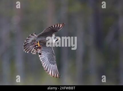 Peregrine Falke (Falco peregrinus) mit Beute Common Snipe (Gallinago gallinago) Vaala, Finnland, Juli. Stockfoto