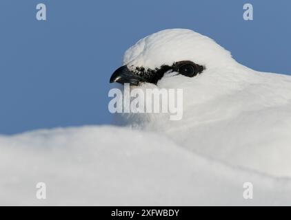 Ptarmigan (Lagopus mutus) männlich im Wintergefieder im Schnee, Utsjoki, Finnland, März. Stockfoto