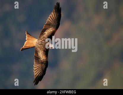 Roter Drachen (Milvus milvus) im Flug, Spanien, November. Stockfoto