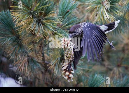 Gefleckter Nussknacker (Nucifraga caryocatactes), Fütterung auf Kiefernzapfen, Joensuu, Finnland, September. Stockfoto