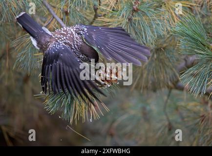 Gefleckter Nussknacker (Nucifraga caryocatactes), Fütterung auf Kiefernzapfen, Joensuu, Finnland, September. Stockfoto