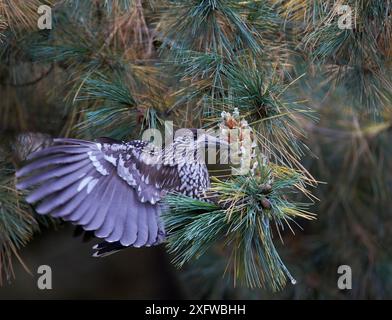 Gefleckter Nussknacker (Nucifraga caryocatactes), Fütterung auf Kiefernzapfen, Joensuu, Finnland, September. Stockfoto