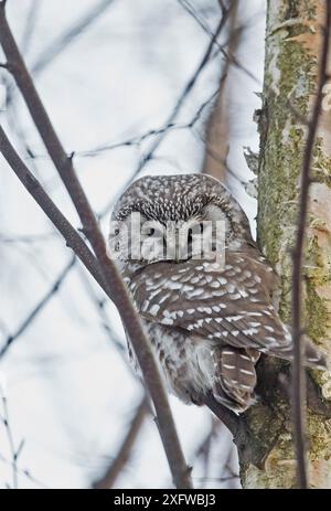 Tengmalmeule (Aegolius funereus) Helsinki, Finnland, Dezember. Stockfoto