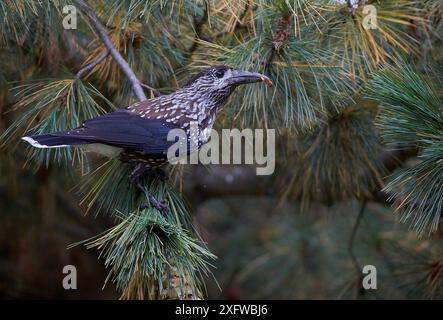 Flecknussknacker (Nucifraga caryocatactes) Joensuu, Finnland, September. Stockfoto