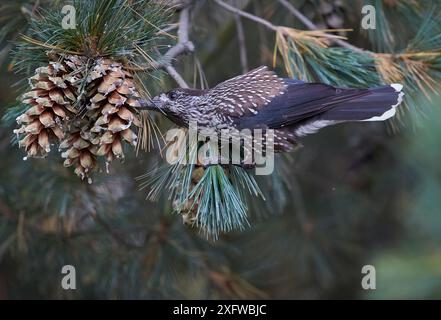 Gefleckter Nussknacker (Nucifraga caryocatactes), Fütterung aus Kiefernzapfen, Joensuu, Finnland, September. Stockfoto