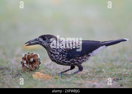 Gefleckter Nussknacker (Nucifraga caryocatactes), der Kiefernsamen ernährt, Joensuu, Finnland, September. Stockfoto