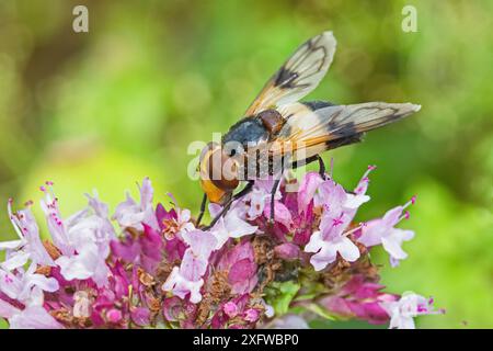 Große rattenfliege (Volucella pellucens), Weibchen, die wilde Marjoram fressen, Hutchinson's Bank, New Addington, London, England, Großbritannien, August 2017 Stockfoto