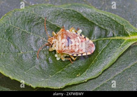 Elterntier-Schildkäfer (Elasmucha grisea), weibliche Legeeier, Sutcliffe Park Nature Reserve, Eltham, London, England, Vereinigtes Königreich, August. Stockfoto