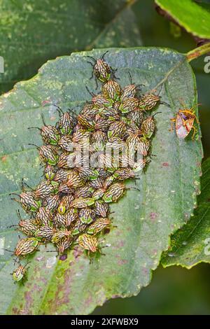 Elternteil Schildkäfer (Elasmucha grisea), erwachsenes Weibchen mit Nymphen, Sutcliffe Park Nature Reserve, Eltham, London, England, Großbritannien. Juli. Stockfoto