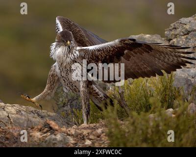 Bonellis-Adler (Aquila fasciata) mit Kaninchenbeute, Valencia, Spanien, Februar Stockfoto