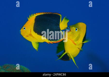 Ein Paar von Rock Beauty Engelfischen (Holacanthus tricolor), die in der Abenddämmerung laichen. Das größere Männchen reibt während des Laichaufstiegs an der Flanke des Weibchens. George Town, Grand Cayman, Cayman Islands, British West Indies. Karibik. Stockfoto