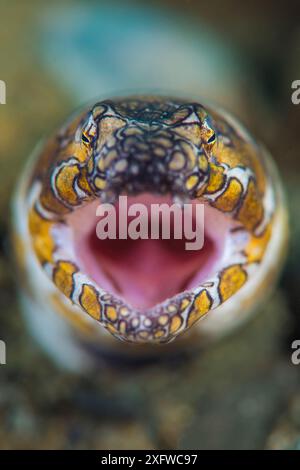 Porträt eines Clown-Schlangenaals (Ophichthus bonaparti), der aus dem Meeresboden auftaucht. Ambon Bay, Ambon, Maluku Archipel, Indonesien. Banda-Meer, tropischer westlicher Pazifik. Stockfoto