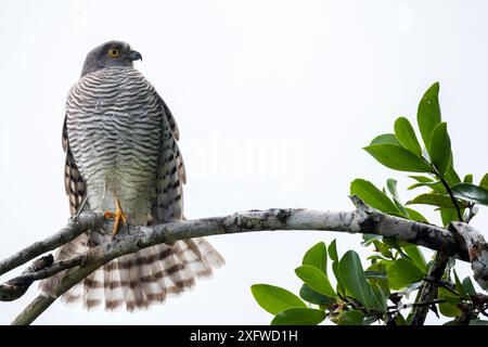 Madagaskar sparrowhawk (Accipiter madagascariensis) thronte auf einem Ast. Masoala Nationalpark, Nordosten Madagaskars. August. Stockfoto