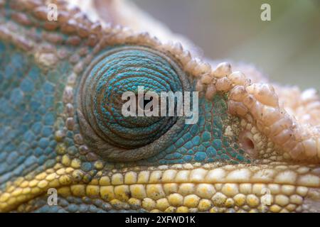 Parson's Chamäleon (Chamaeleo parsonii) Nahaufnahme, Madagaskar, Gefangener. Stockfoto