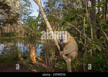 Gemeiner brauner Lemur (Eulemur fulvus), der in einem Baum thront. Vakona Insel, Andasibe Gegend, Madagaskar. Unverlierbar. Stockfoto