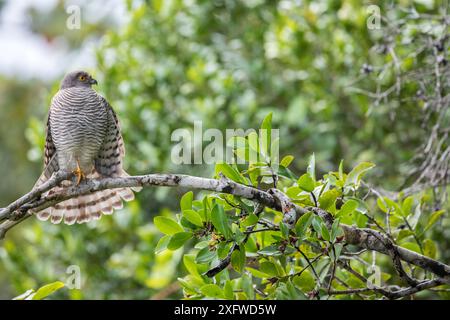 Madagaskar Sparrowhawk (Accipiter madagascariensis) thronte auf einem Ast. Masoala Nationalpark, Nordosten Madagaskars. Stockfoto