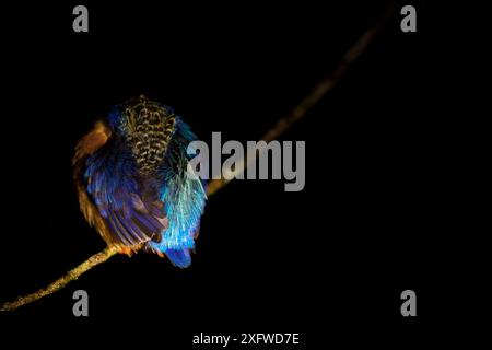 Madagaskar / madagassischer eisvogel (Alcedo vintsioides), der nachts schläft. Masoala Nationalpark, Bucht von Angotil, Nordosten Madagaskars. Stockfoto