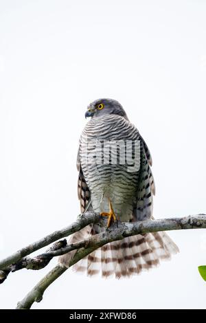 Madagaskar sparrowhawk (Accipiter madagascariensis) thronte auf einem Ast. Masoala Nationalpark, Nordosten Madagaskars. Stockfoto