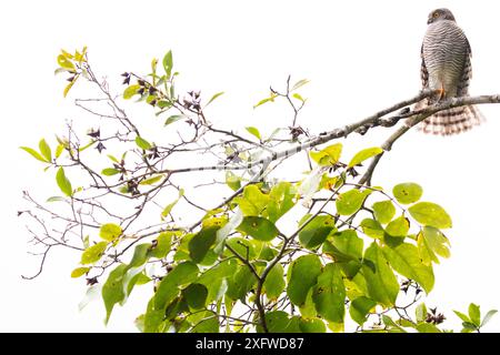 Madagaskar Sparrowhawk (Accipiter madagascariensis) thronte auf einem Ast. Masoala Nationalpark, Nordosten Madagaskars. August Stockfoto