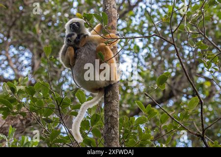 Diademed sifaka (Propithecus diadema diadema) Weibchen mit Jungen, hängend in einem Baum. Maromizaha Reserve, Andasibe Mantadia Nationalpark, Ostmadagaskar. Stockfoto