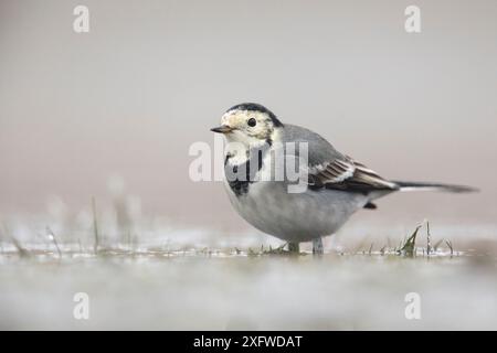 Porträt des weißen Bachstelzes (Motacilla alba), Naturschutzgebiet Valkenhorst, Niederlande. Dezember. Stockfoto