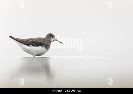 Grüner Sandpiper (Tringa ochropus), Erwachsene Fütterung im flachen Süßwasserbecken. Naturschutzgebiet Valkenhorst, Valkenswaard, Niederlande. Dezember Stockfoto