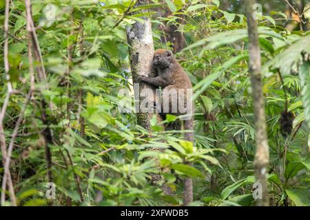 Sambirano kleiner Bambuslemur (Hapalemur occidentalis) Masoala Nationalpark, Nordosten Madagaskars. Stockfoto