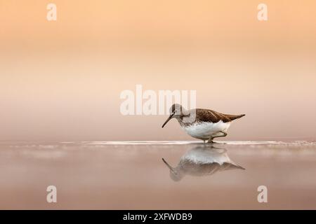 Grüner Sandpiper (Tringa ochropus), Erwachsene, die im flachen Süßwasserpool füttern. Naturschutzgebiet Valkenhorst, Valkenswaard, Niederlande. Dezember Stockfoto
