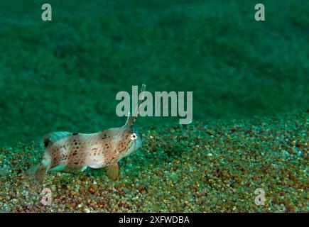 Peacock Razorfish (Iniistius pavo), San Agustin Bay, Huatulco Bays National Park, Südmexiko, November Stockfoto