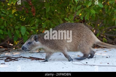 Desmarest's (Capromys pilorides hutia doceleguas), Jardines de la Reina / Gärten der Königin, Karibik, Ciego de Avila, Kuba, Januar Stockfoto